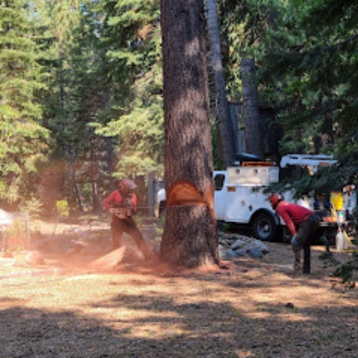 Jeremiah's Tree Service business image in Reno, nevada